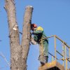 Ořezy a kácení stromů